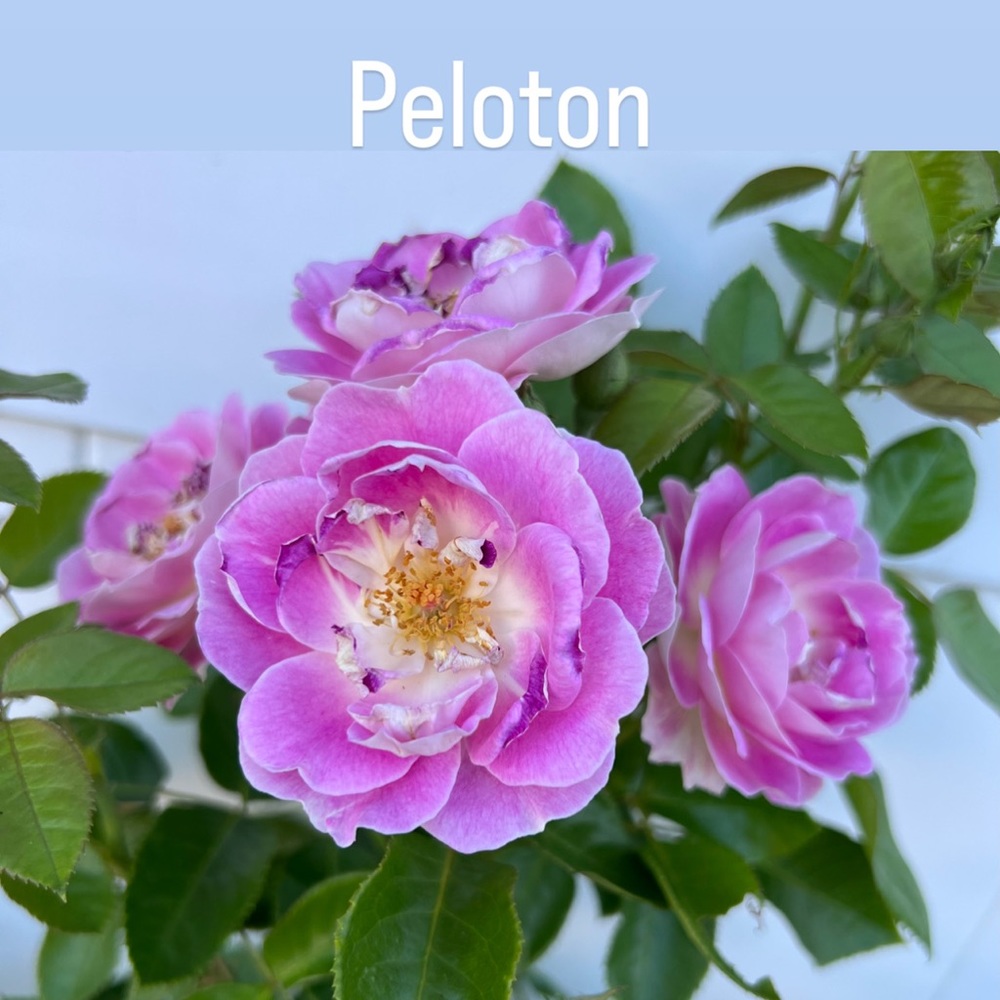 Peloton